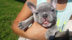 These rare lilacs are a result of their parents blue and chocolate dna. Lilac French Bulldog Learn All About This Unique Frenchie Coat Color Anything French Bulldog