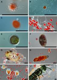 Maybe you would like to learn more about one of these? Frontiers Alpine Snow Algae Microbiome Diversity In The Coast Range Of British Columbia Microbiology