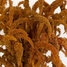 Image result for Amaranthus