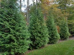 Rapid grower often gaining 2' or more annually. Pryor S Nurserygreen Giants