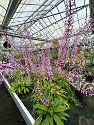 Image result for Stenoglottis