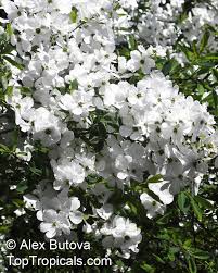 Image result for Exochorda