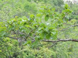 Image result for Homalium dentatum