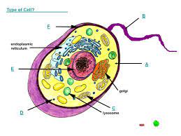 Maybe you would like to learn more about one of these? Cell Parts Labeling Game A B C D E F Type Of Cell Ppt Download
