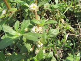 Image result for Litogyne gariepina