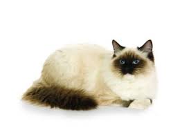 If you live in new york city and are hoping to adopt from us, check out the cats available at our adoption center. Ragdoll Cat Breed Profile Petfinder