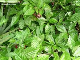 Image result for Psychotria moninensis