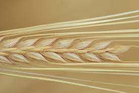 Can My Dog Eat Barley The Dog People By Rover Com
