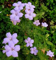 Image result for Vandellia humilis