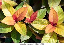 Image result for Pseuderanthemum