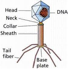 Some viruses that infect archaea have complex structures unrelated to any other form of virus. Structure Of A Virus Download Scientific Diagram