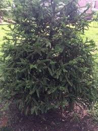 Norway spruce is one of the most economically important coniferous species in europe, where it is considerable quantities of norway spruce are imported into australia from scandinavia and other. My Norway Spruce Trees Look Like They Are Dying Please Help Me