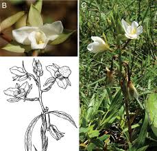 Image result for Eulophia ovalis