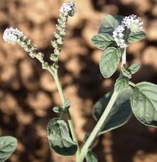 Image result for Heliotropium supinum