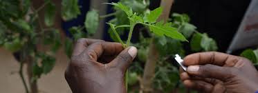 Grafting is an act of applying a portion of one plant (scion or bud) into or on a root, stem or branch of. Grafting A Way To Boost Tomato Harvests From Low Quality Trees Ireso