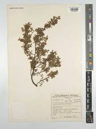 Image result for Kotschya aeschynomenoides