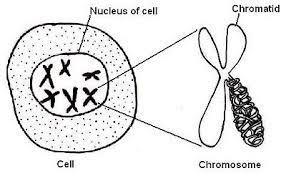 The role and function of the plasma membrane; Anatomy And Physiology Of Animals The Cell Wikibooks Open Books For An Open World