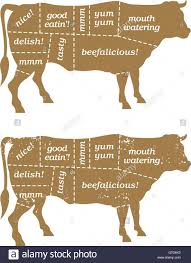 barbecue cow butchers chart vector design humorous take on