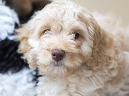 5275 university pkwy unit 127. Petland Sarasota S New Location Puts A Sole Focus On Man S Best Friend