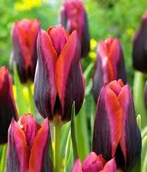 Tulipan Slava Tulpen Blumen Blumenzwiebeln Pflanzen