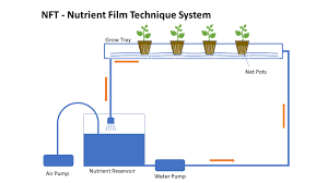 We did not find results for: Nft Hydroponic System Hugely Popular Home Hydroponic System Gardening Tips Plants Care Plants Details