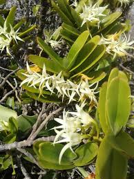 Image result for Cyrtorchis glaucifolia
