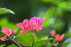 Maybe you would like to learn more about one of these? Page 4 Royalty Free Bougainvillea Photos Pikist