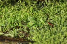 Image result for Sinopteridaceae