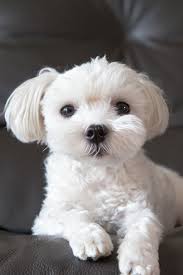 Black And White Maltese Puppy A Cute Maltese Laying Down On Black Leather Sofa Looking At Viewer In Living Room Maltese Dogs Care Maltese Dogs Maltese Puppy