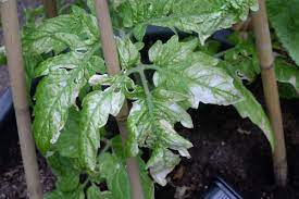 Dryper luften av fukt och ånga klumpar pollenet ihop sig så att det inte kan falla ner från ståndarna. Sa Lyckas Du Med Din Tomatodling Natur Tradgard