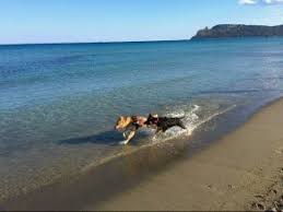 Klik hier voor het overzicht. Met De Hond Naar Sardinie Hondenstranden Op Sardinie Sardinia4all Com