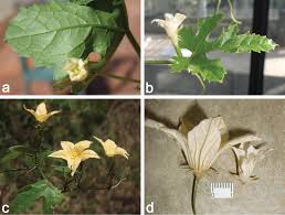 Image result for Eureiandra sp. A
