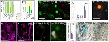 R do not use the product in health care facilities if any regulations posted in the area instruct you not to do so. A Retinoblastoma Related Transcription Factor Network Governs Egg Cell Differentiation And Stress Response In Arabidopsis Biorxiv