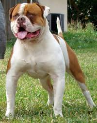 Like its english cousin, the american bulldog is stocky, sturdy and muscular, with a fierce countenance that belies a loving and protective nature. American Bulldog Great Dog Breeds