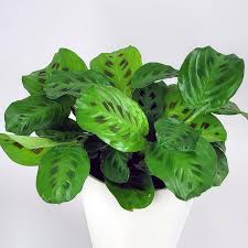 Image result for Maranta