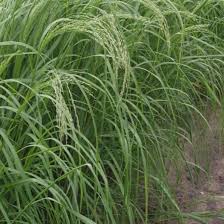 Image result for Eragrostis schweinfurthii