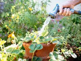 The above rule is a common rule, but it won't apply to every plant at every time during the gardening season. 6 Hot Weather Watering Tips To Survive A Heat Wave Garden Betty