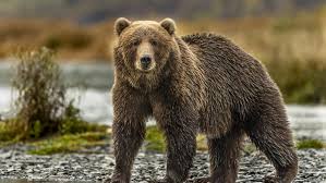 Where do i find the expiration date on my bear spray canister? How To Use Bear Spray A Step By Step Guide To Storing Carrying And Using This All Important Hiking Safety Tool Advnture