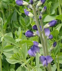 Check out our website for the finest cannabis seeds shipped worldwide. Seed Pod Wildeherb Com
