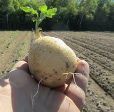 If they receive the wrong amount of water in the early stages, the potatoes might become misshapen or not develop well. Hs933 Hs183 Growing Potatoes In The Florida Home Garden