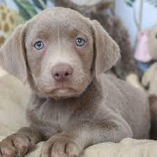 Stud service, adults tucson,az retreivers. Silver Lab Puppies Silver Lab Puppies Lab Puppies Cute Animal Pictures