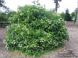 Hand selected, top quality shrubs. 3 Native Flowering Shrubs To Replace Butterfly Bush