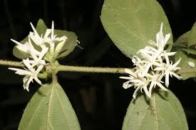 Image result for Cremaspora triflora