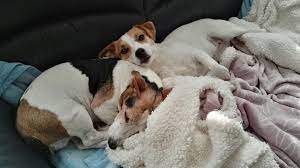 Bassie And Lena Snoozing Jack Russell Terrier Dogs And Kids Jack Russell