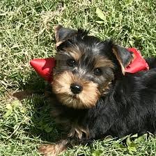 19.02.2019 · yorkie poo puppies for sale. Toy Yorkie Puppies For Sale In Nv Ut Co Wy Or Wa Nm Az Tx Oh Pa Us