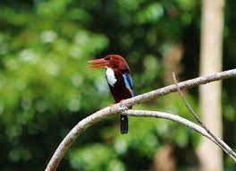 Check spelling or type a new query. Tagula Dieser Eisvogel Ist In Bild Geschenke De Facebook