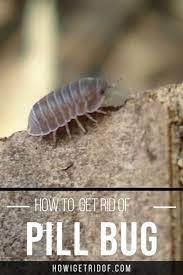 4 popular questions about pill bugs. How To Get Rid Of The Pill Bug How I Get Rid Of