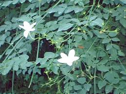 Image result for Jasminum grandiflorum