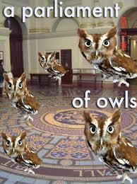 Sometimes you wonder what people were thinking of when they named animals. 21 Weird Names For Groups Of Animals The Mary Sue