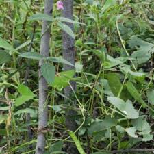 Image result for Dolichos sericeus